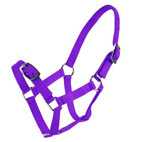 Rancher Economy Foal Halter