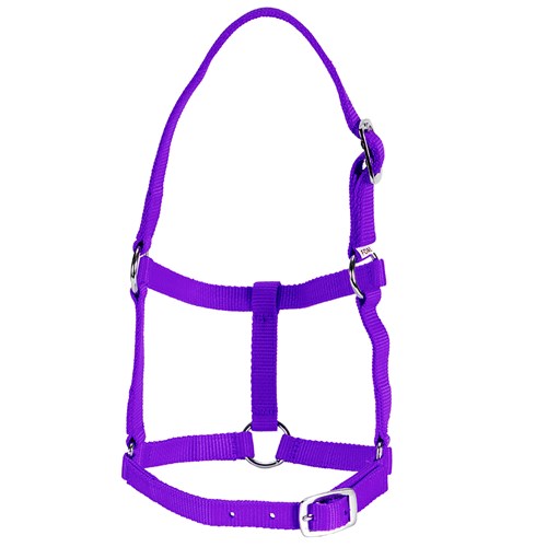 Rancher Economy Foal Halter