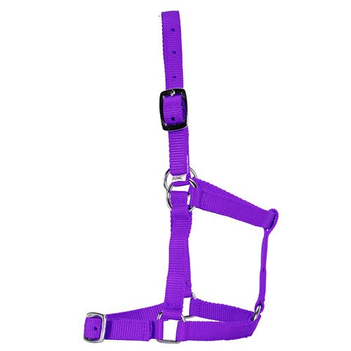 Rancher Economy Foal Halter